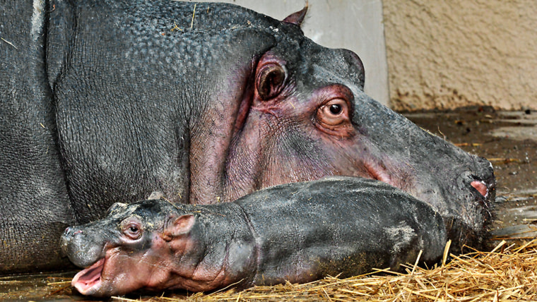 This Saturday, Nov. 1, 2014 photo provided by the Los Angeles Zoo shows a mother Hippo and her new-born calf in their enclosure at the Los Angeles Zoo...