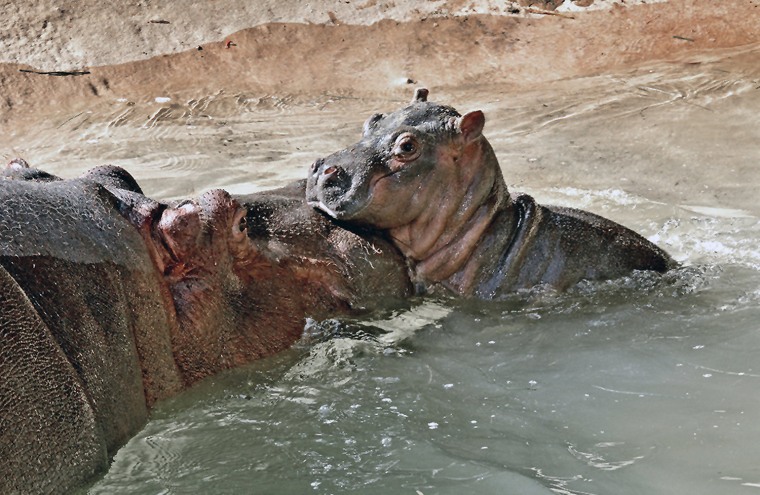 This Saturday, Nov. 1, 2014 photo provided by the Los Angeles Zoo shows a mother Hippo and her new-born calf at their enclosure at the Los Angeles Zoo...