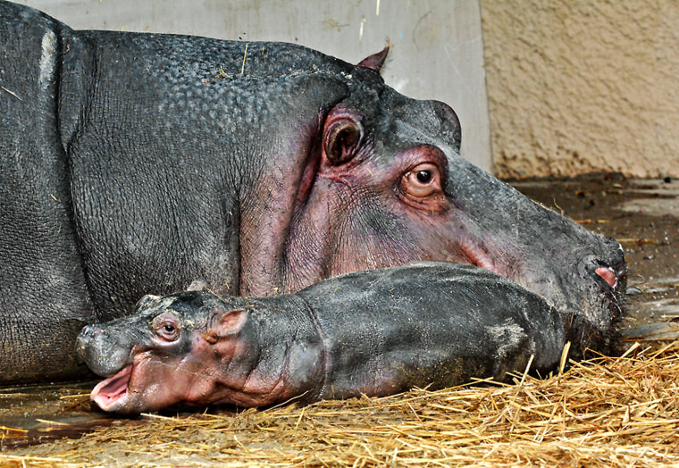 This Saturday, Nov. 1, 2014 photo provided by the Los Angeles Zoo shows a mother Hippo and her new-born calf in their enclosure at the Los Angeles Zoo...