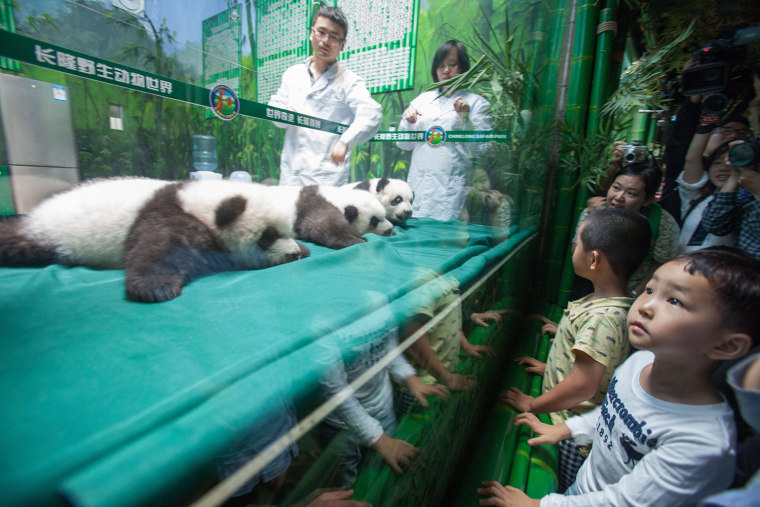 A handout photo taken and released on November 5, 2014 by Chimelong Safari Park shows a set of panda triplets, known as the world's only surviving tri...