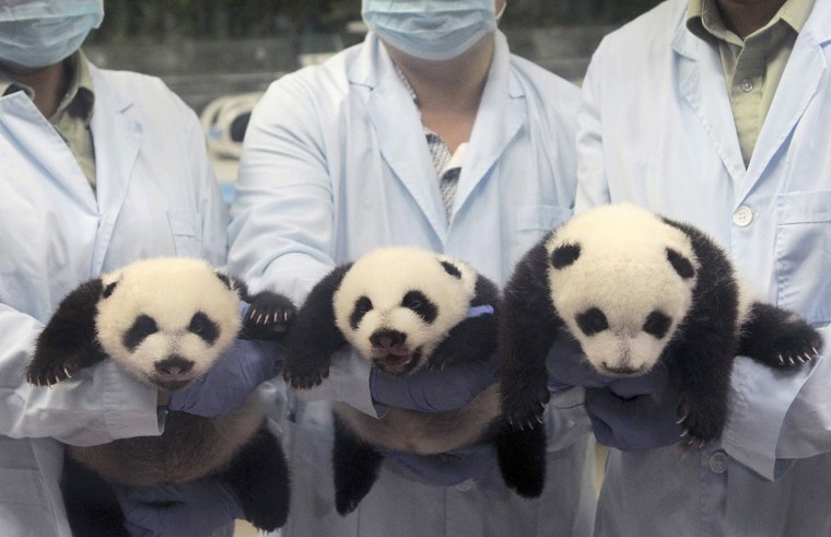 The only living panda triplets turn 100 days old