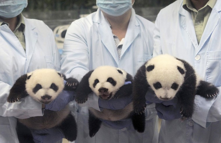 Feeders pose for photographs as they hold giant panda triplets, which recently opened their eyes, at Chimelong Safari Park in Guangzhou, Guangdong pro...