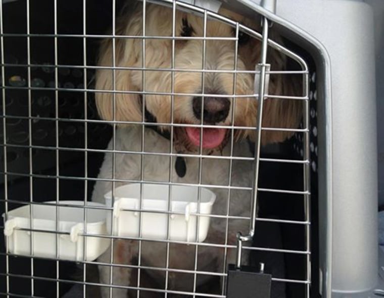 A good travel crate can help keep your pet from being injured