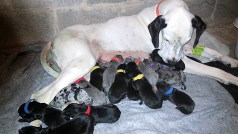 Snowy and her puppies are healthy, but the sheer number of young pups is becoming overwhelming. 