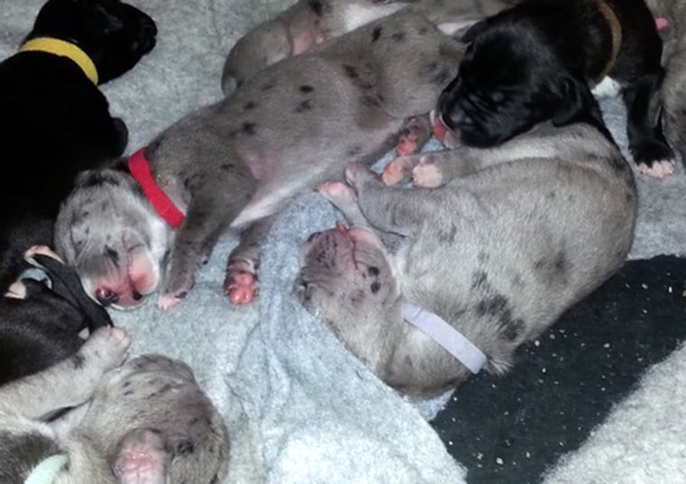 None of the 19 puppies, which are 3 weeks old, has a name just yet.