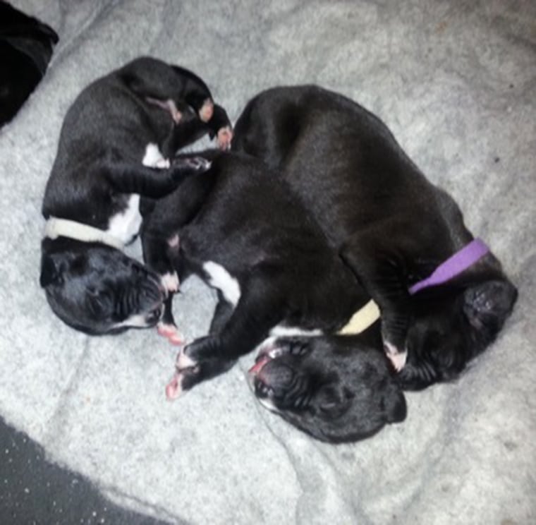 The Terry family plans to keep one of the 19 puppies, and sell the rest for $850 each.