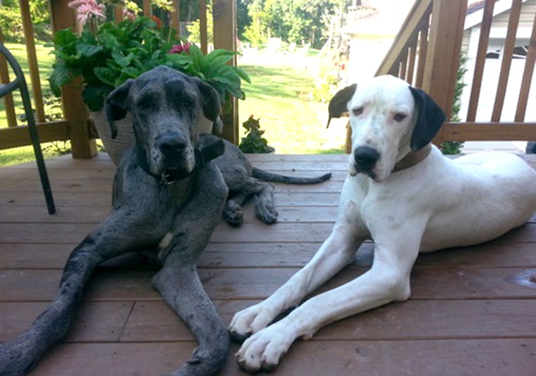 Duke, left, and Snowy, right, are the proud parents of 19 Great Dane puppies born Oct. 26-27 in a singe litter.