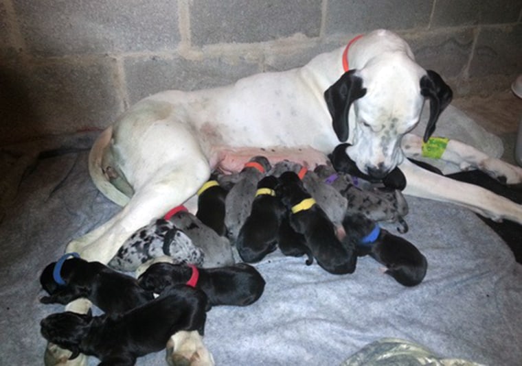 Snowy and her 19 puppies.