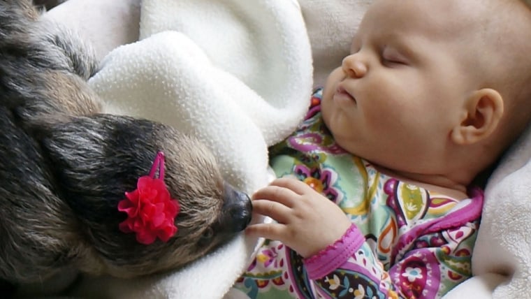 Baby and sloth