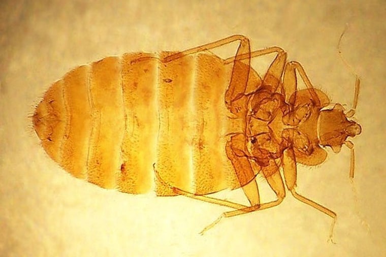 What's the latest weapon in the battle against bedbugs? Luggage.