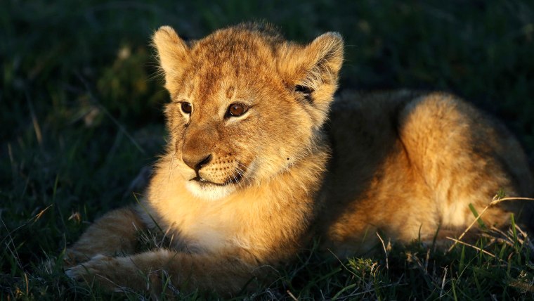 A lion cub is seen in the Naboisho Conservancy adjacent to the Masai Mara National Reserve, Kenya, on Oct. 6.