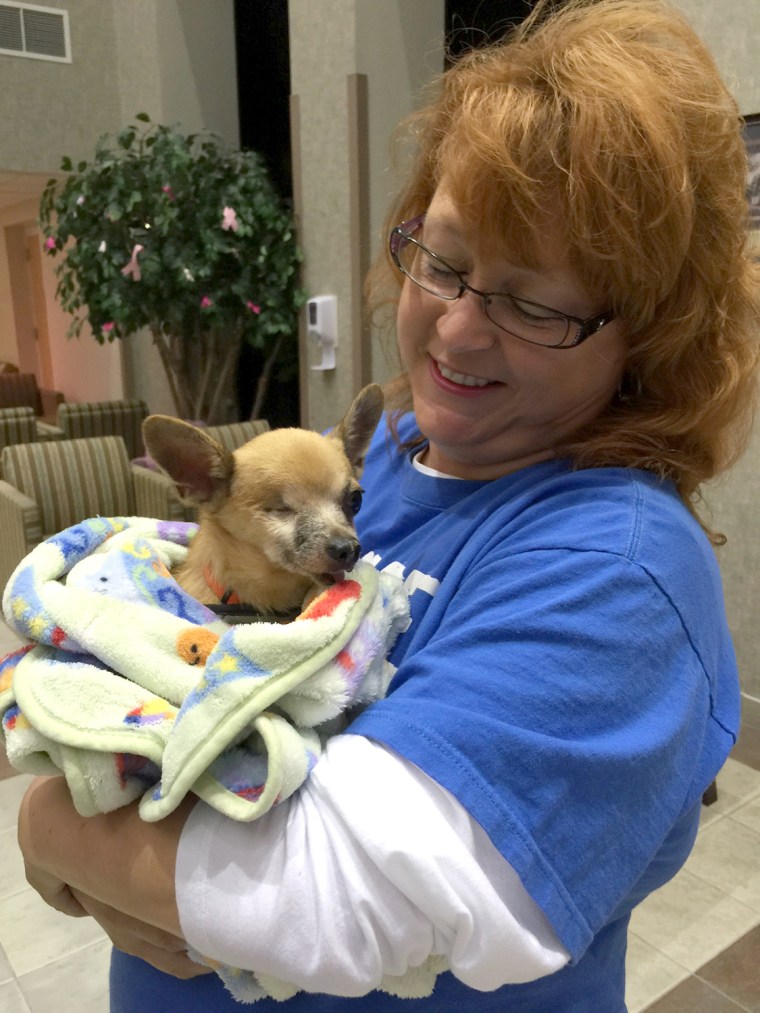 Bubba, a one-eyed Chihuahua, stopped eating shortly after he was separated from his owner.