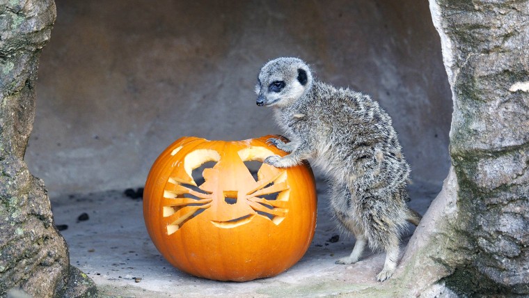 Meerkat with a pumpkin