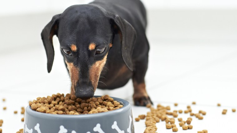 Black Dachshund dog guarding and eating food; Shutterstock ID 97464794; PO: TODAY.com