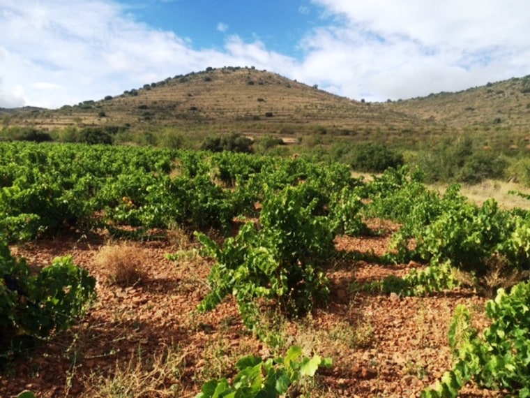 A garnacha vineyard in Campo de Borja, Spain.