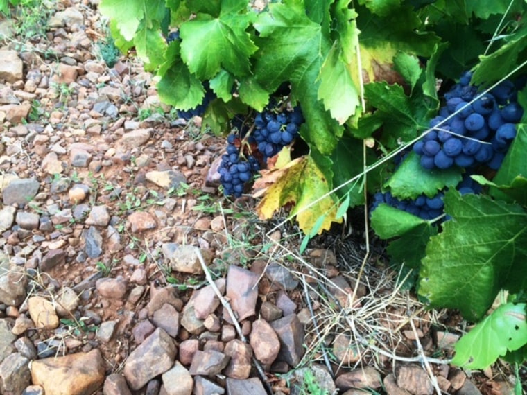 Garnacha grapes in the rocky soil of Campo de Borja, Spain.