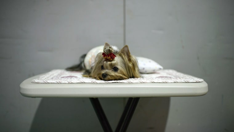 A photo taken on August 30, 2014 shows a dog before taking part in a competition at a dog show in Seoul. Some 2000 dogs took part in the three-day sho...