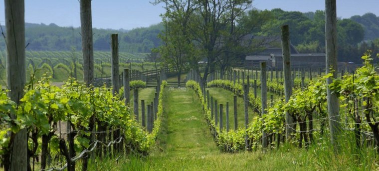 Macari Vineyards in Long Island, New York