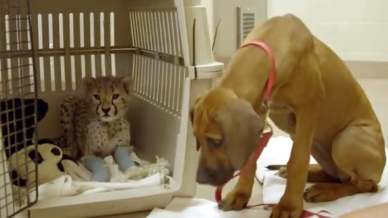 Puppy and cheetah friends
