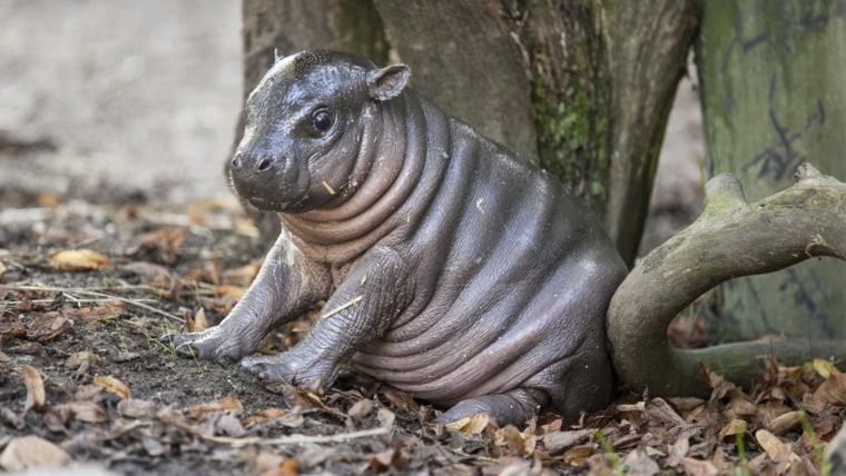 Adorable pygmy hippopotamus Olivia has earned the nickname \"Michelin Man\" as a result of her baby fat.