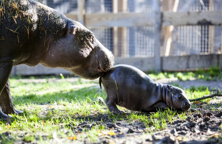 The baby hippo will live with her mother, shown nuzzling her here, for two years before being transported to another zoo.