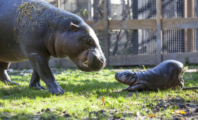 The playful hippo only weighed six kilograms at birth and is an endangered species native to West Africa.