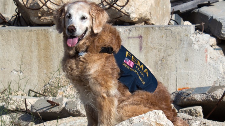 Bretagne worked as a disaster search dog at Ground Zero in New York City after the terrorist attacks of Sept. 11, 2001.