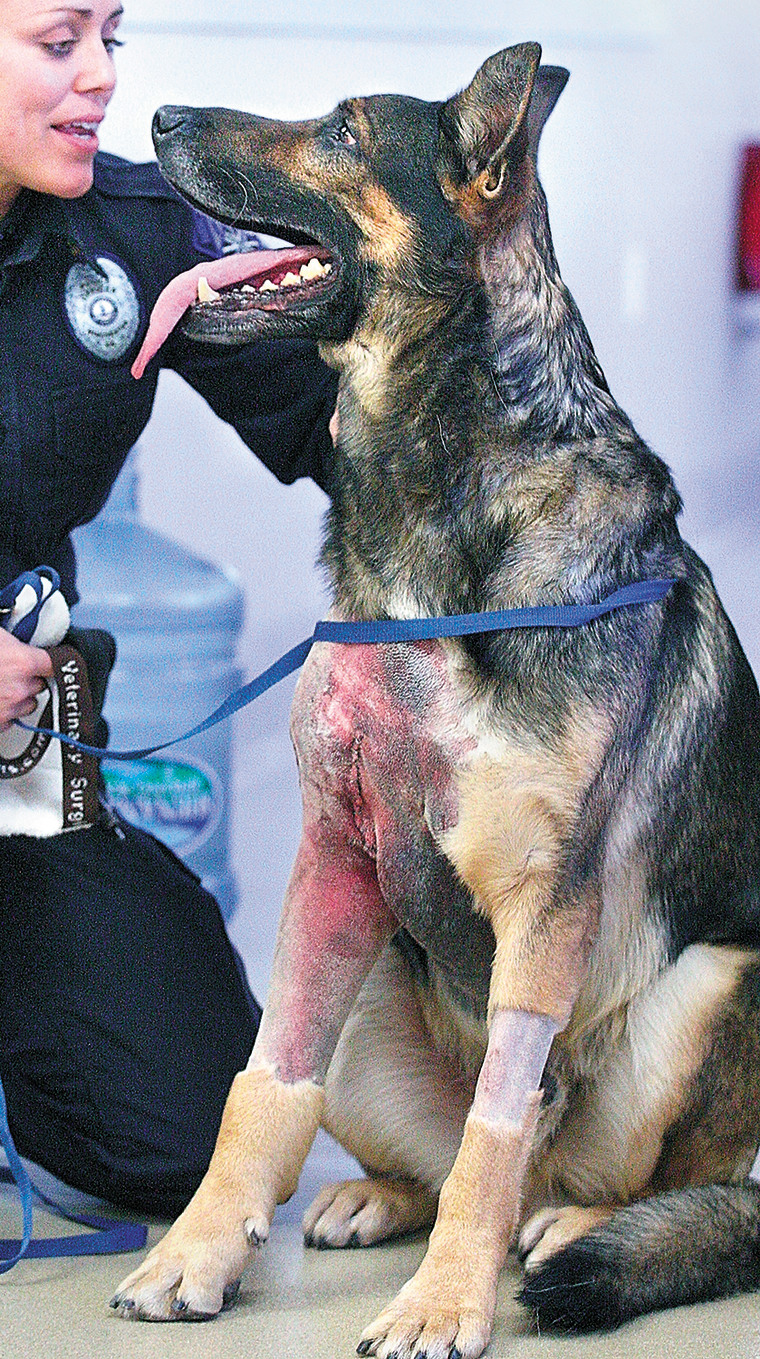 Winchester, Virginia Police Cpl. Brittney Kotynski-Neer is reunited with her canine partner Kota on Jan. 7, 2014 after the dog's surgery for fractures he sustained in the line of duty.