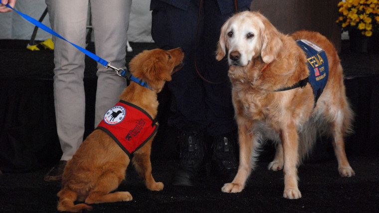 Dogs Bretagne 1 and Bretagne 2 together