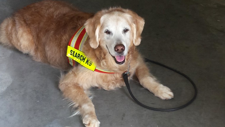 Bretagne the search dog