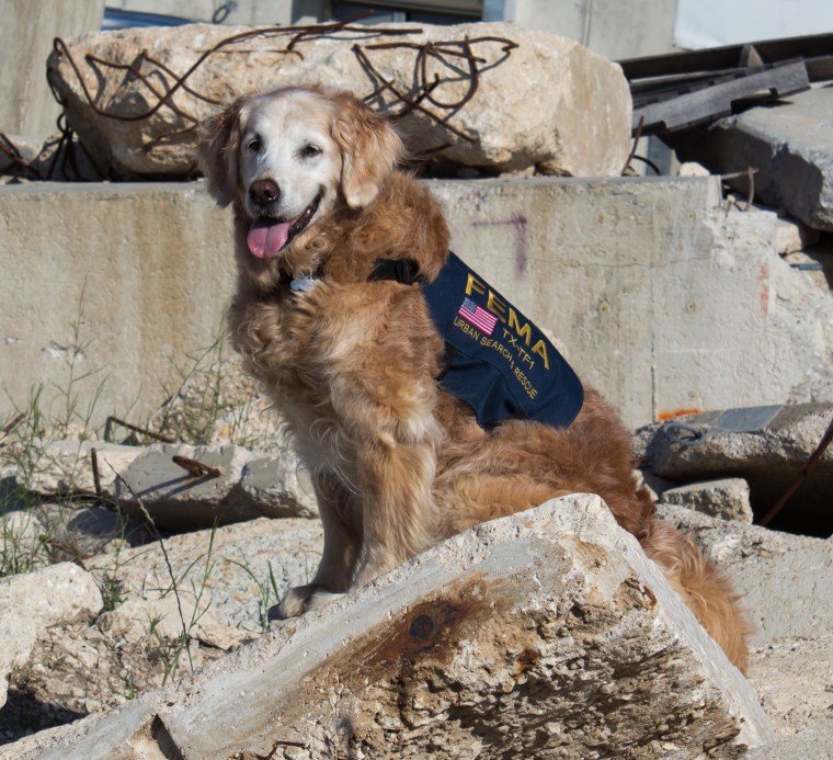 Bretagne the search dog