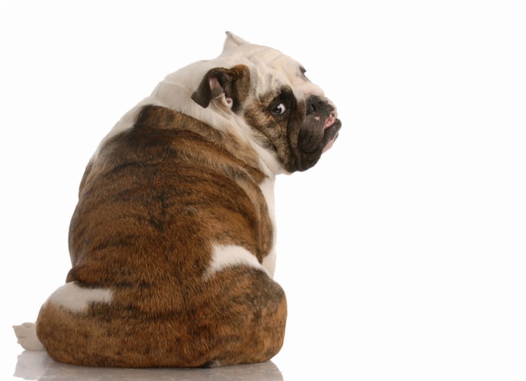 english bulldog sitting with backside to the camera; Shutterstock ID 32746438; PO: TODAY.com
