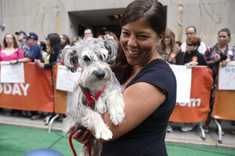 Dogs exercise on the plaza on September 12, 2014.