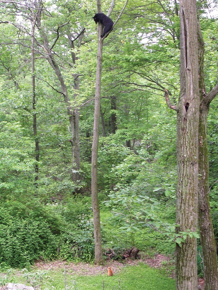 An orange and white tabby named Jack showed plenty of catitude when a much larger black bear wandered onto his property in 2006.