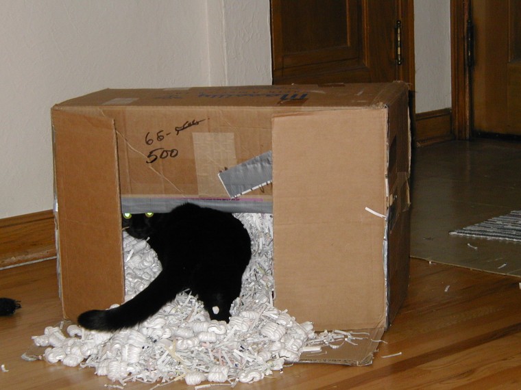 Alice the cat in a box