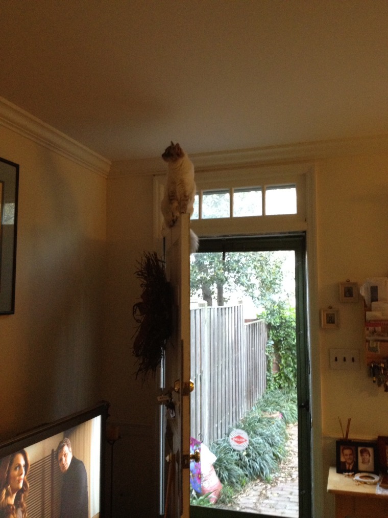 Arya the cat perched on top of a door