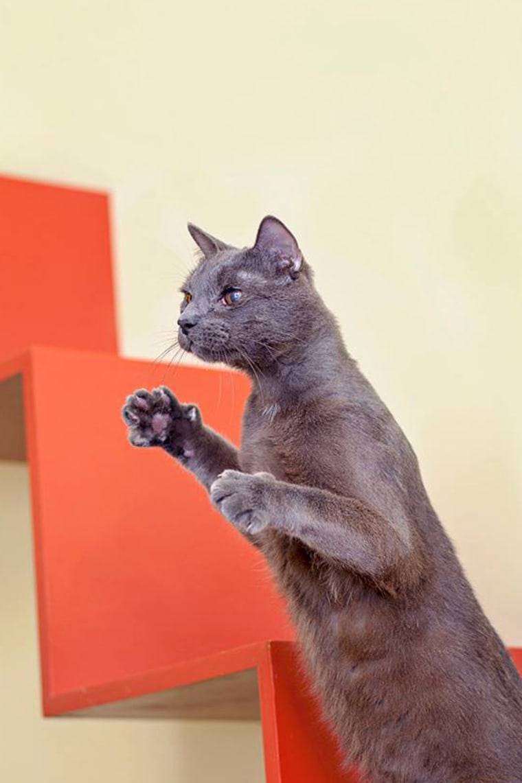 Cat balancing on back legs