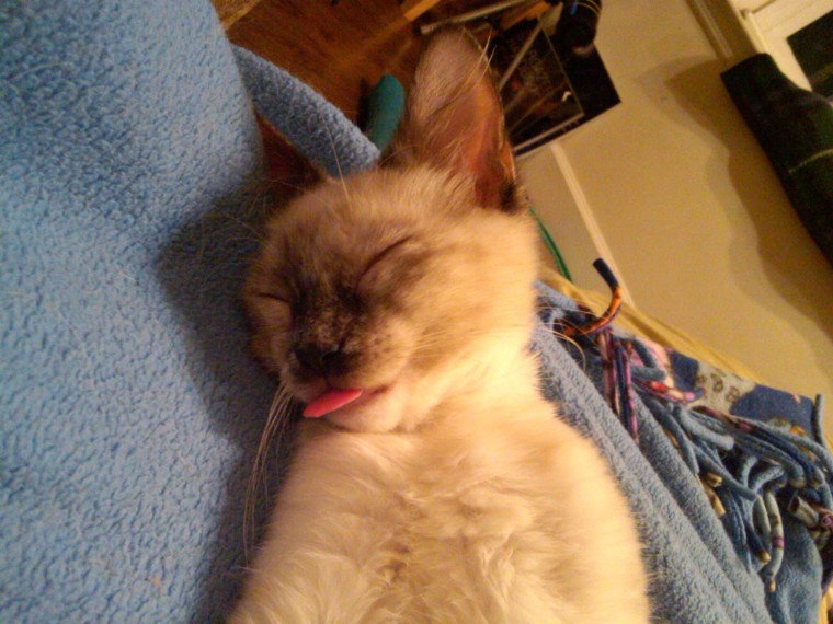 Caillean (Cai) the cat sleeps with tongue sticking out.