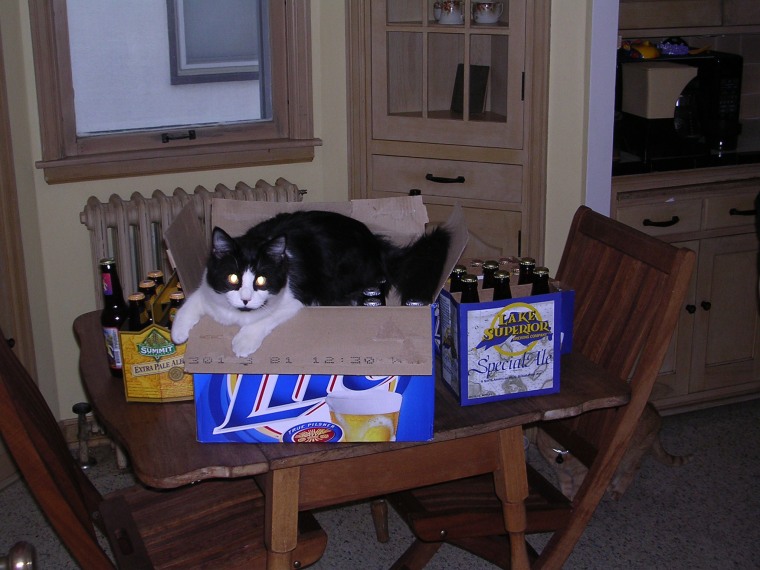 Buck the cat in a beer box