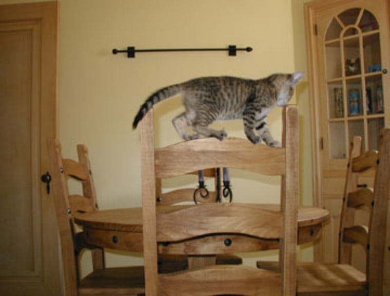 Minnehaha the cat walks on back of wooden chair