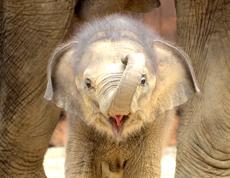 Newborn female Asiatic Elephant (Elephas Maximus) calf born to Johti, a 44-year-old, plays at Ostrava's Zoo on May 31, 2011. The calf was born on Apri...