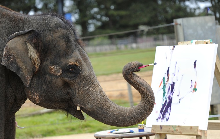 Karishma, a 13-year old female Asian elephant, and also Whipsnade Zoo's 'resident artist' uses her trunk to wield a brush and paint on canvas at Whips...