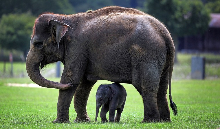 WHIPSNADE, ENGLAND - JULY 28:  A newborn Asian elephant stands with other members of its herd at Whipsnade Wild Animal Park on July 28, 2009 in Whipsn...