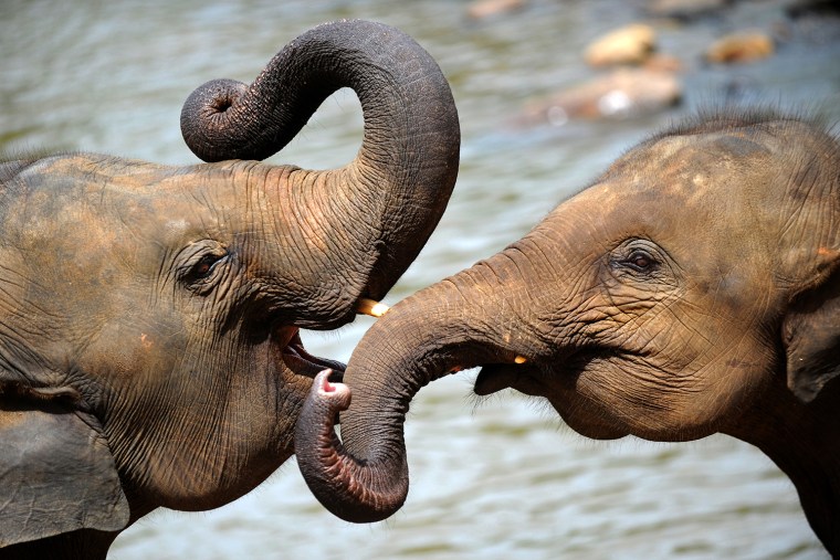 Elephants are pictured at the Pinnawela Elephant Orphanage in Pinnawela on June 10, 2012. Sri Lanka's main elephant orphanage staged its biggest mass ...