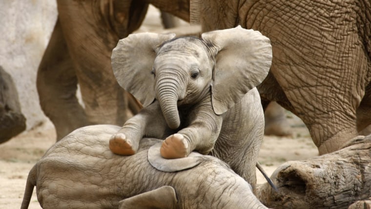 Baby Elephants Playing; Shutterstock ID 75308080; PO: today.com