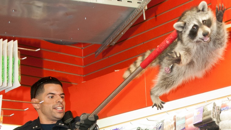 140920_,  Officer Diaz lifts racoon out of ceiling. Police capture Raccoon in Hair and Beauty Supply 4376 White Plains Rd., Bronx, NY, for Sunday, J.C...