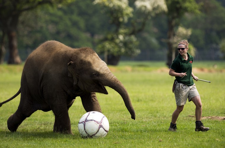 Elephant keeper Elizabeth Fellows plays football with Donna, a two-year-old elephant at Whipsnade Zoo near Dunstable, central England on May 28, 2012....