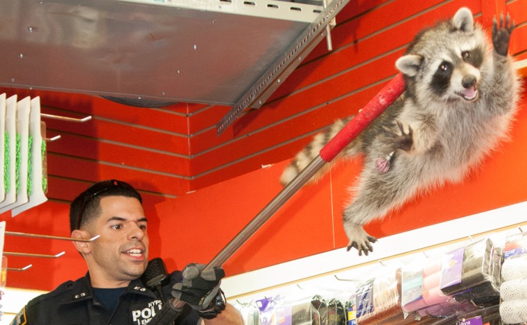 140920_,  Officer Diaz lifts racoon out of ceiling. Police capture Raccoon in Hair and Beauty Supply 4376 White Plains Rd., Bronx, NY, for Sunday, J.C...