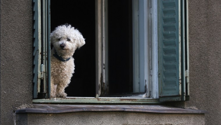 seated bichon frise puppy dog in the window; Shutterstock ID 135948803; PO: TODAY.com