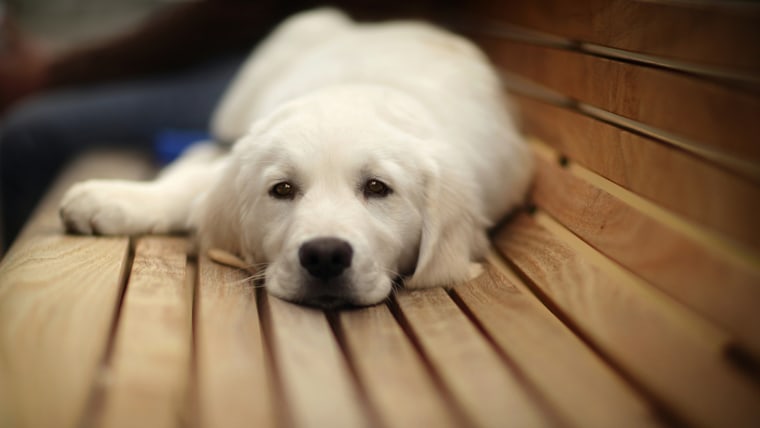 Pooped; Shutterstock ID 95102623; PO: TODAY.com